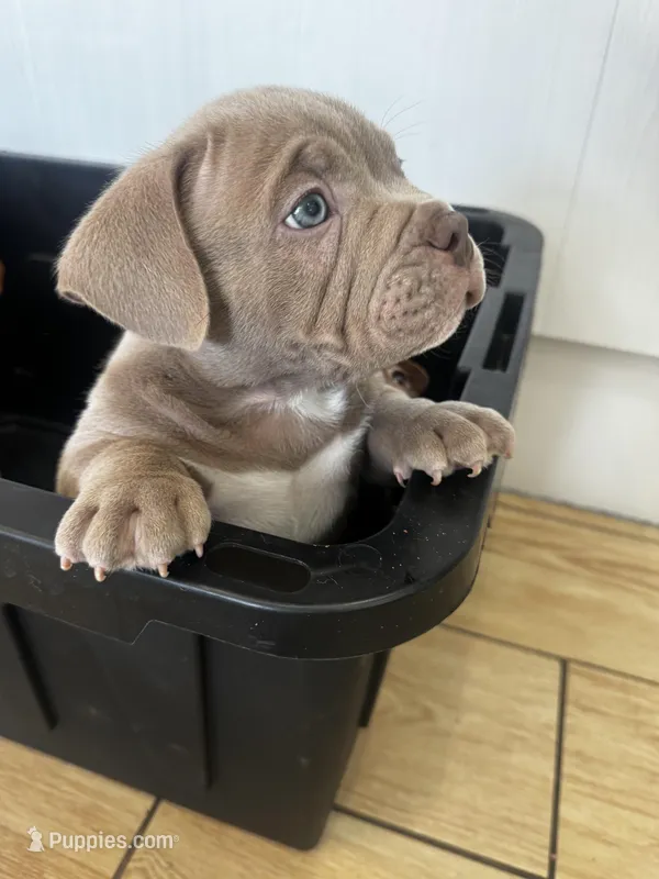 Frankie  – American Bully puppy for sale in Tampa, FL