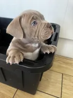 Frankie , a male American Bully for sale in Tampa, FL – Photo 1 of 4