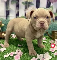 Frankie , a male American Bully for sale in Tampa, FL – Photo 3 of 4