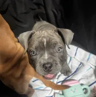 Brooklyn , a female American Bully for sale in Tampa, FL – Photo 3 of 4