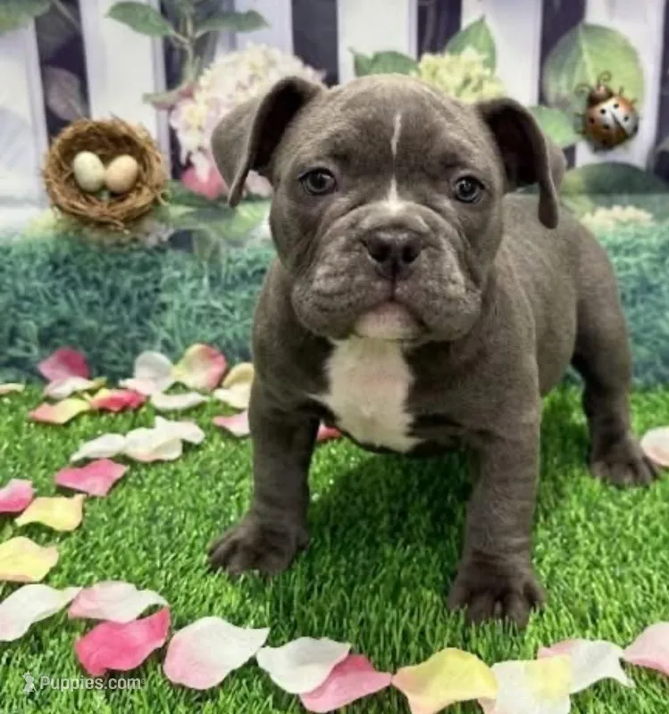 Brooklyn  – American Bully puppy for sale in Tampa, FL