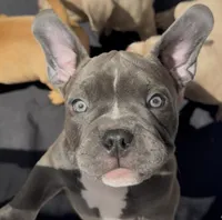 Brooklyn , a female American Bully for sale in Tampa, FL – Photo 4 of 4