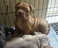 Kahlua , a female American Bully for sale in Tampa, FL – Photo 2 of 4