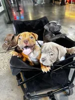 Kahlua , a female American Bully for sale in Tampa, FL – Photo 3 of 4