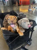 Kahlua , a female American Bully for sale in Tampa, FL – Photo 4 of 4