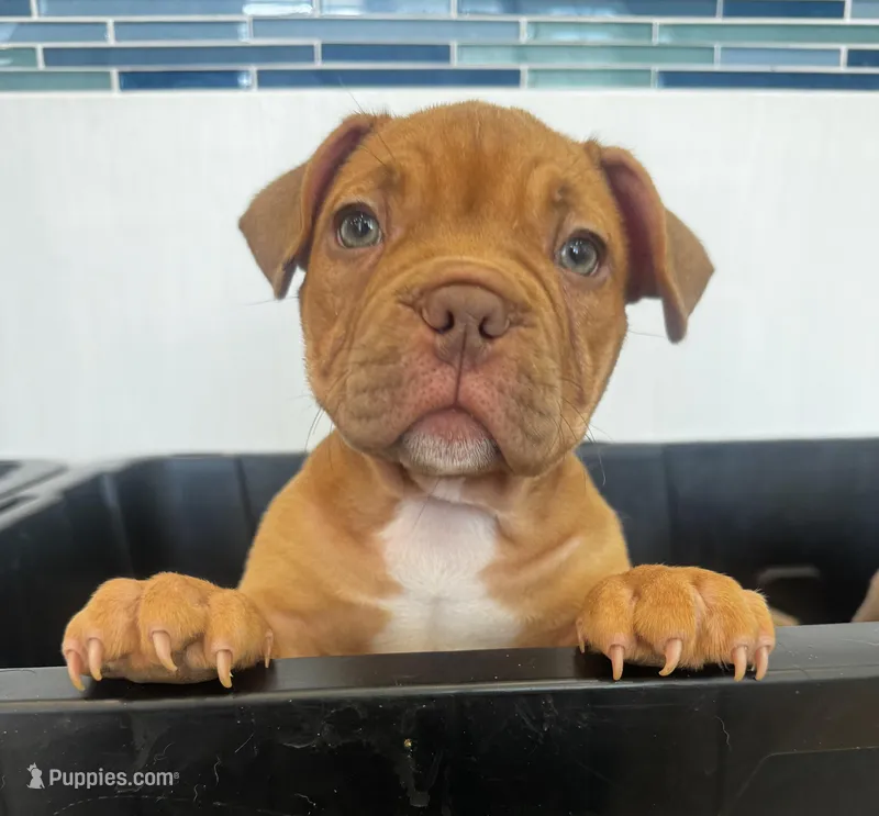 Kahlua  – American Bully puppy for sale in Tampa, FL