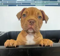 Kahlua , a female American Bully for sale in Tampa, FL – Photo 1 of 4