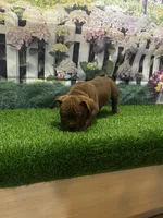 Coco, a male American Bully for sale in Tampa, FL – Photo 2 of 4