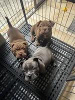 Coco, a male American Bully for sale in Tampa, FL – Photo 4 of 4