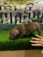 Coco, a male American Bully for sale in Tampa, FL – Photo 3 of 4