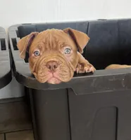 Brownie , a male American Bully for sale in Tampa, FL – Photo 4 of 4