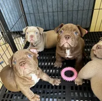 Brownie , a male American Bully for sale in Tampa, FL – Photo 3 of 4