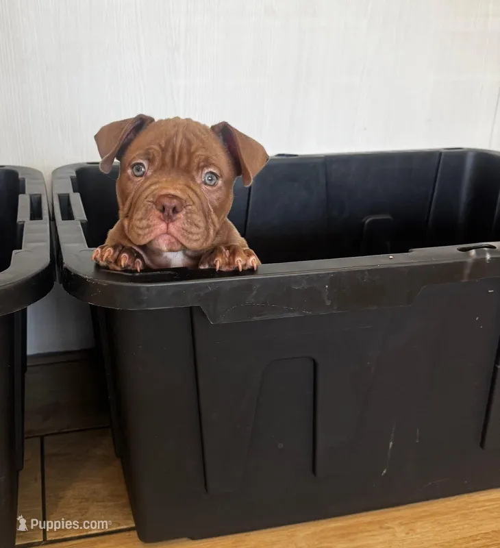 Brownie  – American Bully puppy for sale in Tampa, FL