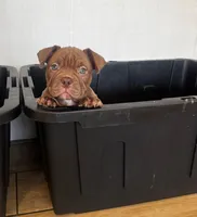 Brownie , a male American Bully for sale in Tampa, FL – Photo 1 of 4