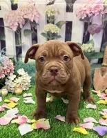 Brownie , a male American Bully for sale in Tampa, FL – Photo 2 of 4