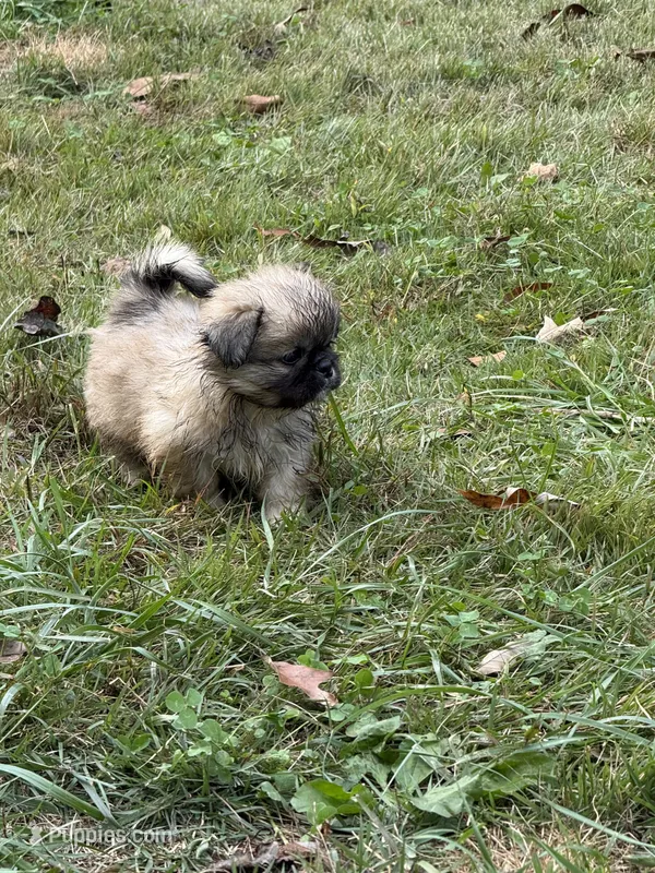 Max – Pekingese puppy for sale in Clover, SC