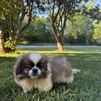 Bennie, a male Pekingese for sale in Clover, SC – 2 of 5