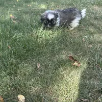 Little Man, a male Pekingese for sale in Clover, SC – Photo 2 of 5