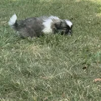 Little Man, a male Pekingese for sale in Clover, SC – Photo 3 of 5