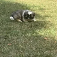 Little Man, a male Pekingese for sale in Clover, SC – Photo 4 of 5