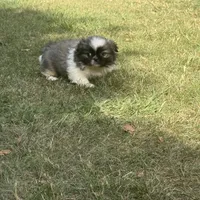 Little Man, a male Pekingese for sale in Clover, SC – Photo 5 of 5
