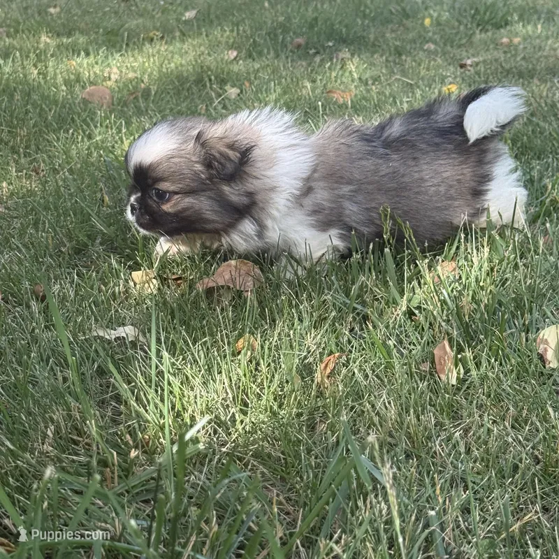 Little Man – Pekingese puppy for sale in Clover, SC