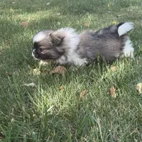 Little Man, a male Pekingese for sale in Clover, SC – Photo 1 of 5