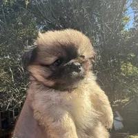 Jake, a male Pekingese for sale in Clover, SC – 4 of 5