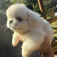 Julio , a male Pekingese for sale in Clover, SC – 5 of 5