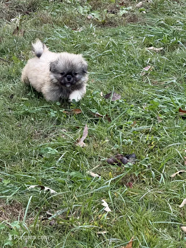 Jake – Pekingese puppy for sale in Clover, SC