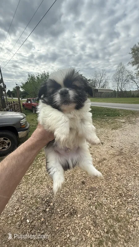 Bennie – Pekingese puppy for sale in Clover, SC