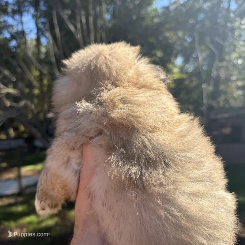Jake – Pekingese puppy for sale in Clover, SC