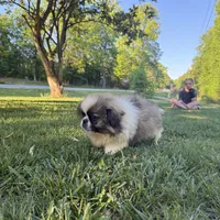 Bennie, a male Pekingese for sale in Clover, SC – 3 of 5