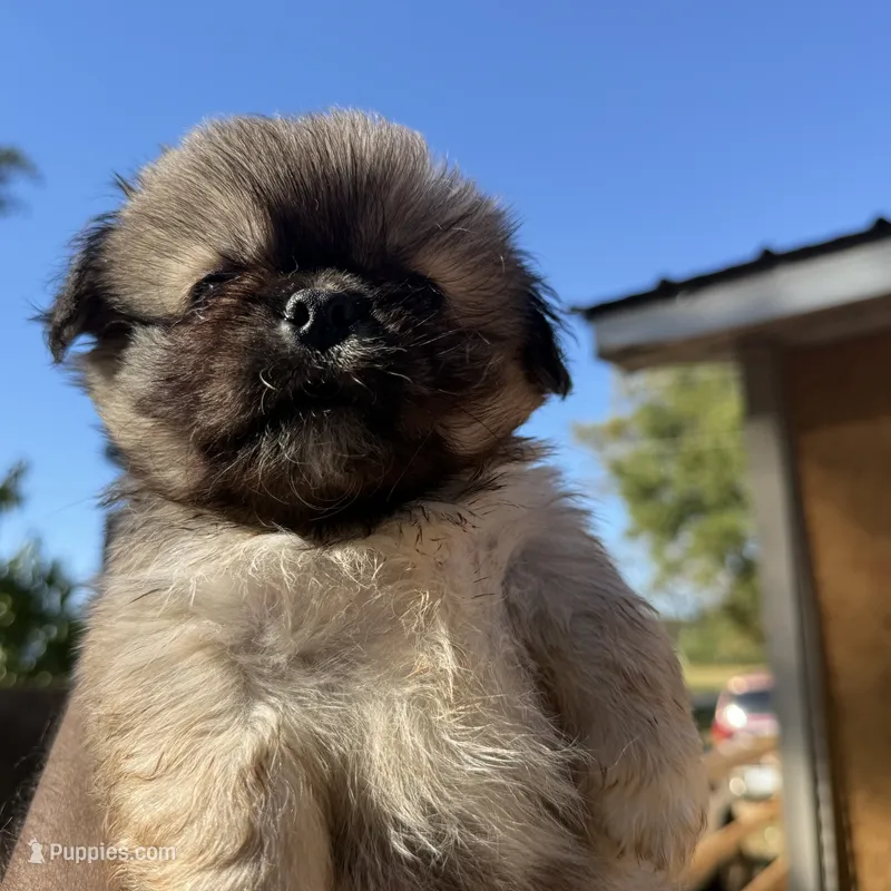 Jake, a male Pekingese for sale in Clover, SC – 1 of 5