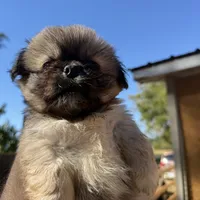 Jake, a male Pekingese for sale in Clover, SC – 1 of 5