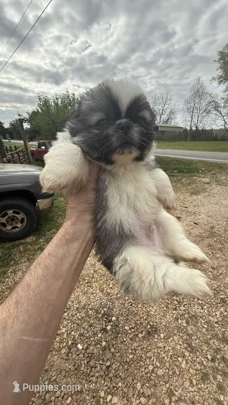 Teddy – Pekingese puppy for sale in Clover, SC