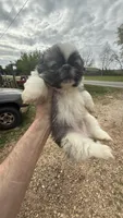 Teddy, a male Pekingese for sale in Clover, SC – Photo 1 of 6