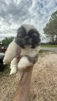 Teddy, a male Pekingese for sale in Clover, SC – Photo 2 of 6