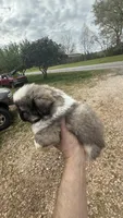 Teddy, a male Pekingese for sale in Clover, SC – Photo 3 of 6