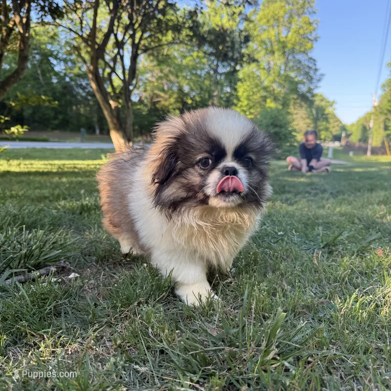 Bennie – Pekingese puppy for sale in Clover, SC