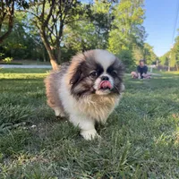 Bennie, a male Pekingese for sale in Clover, SC – 1 of 5