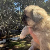 Jake, a male Pekingese for sale in Clover, SC – 3 of 5