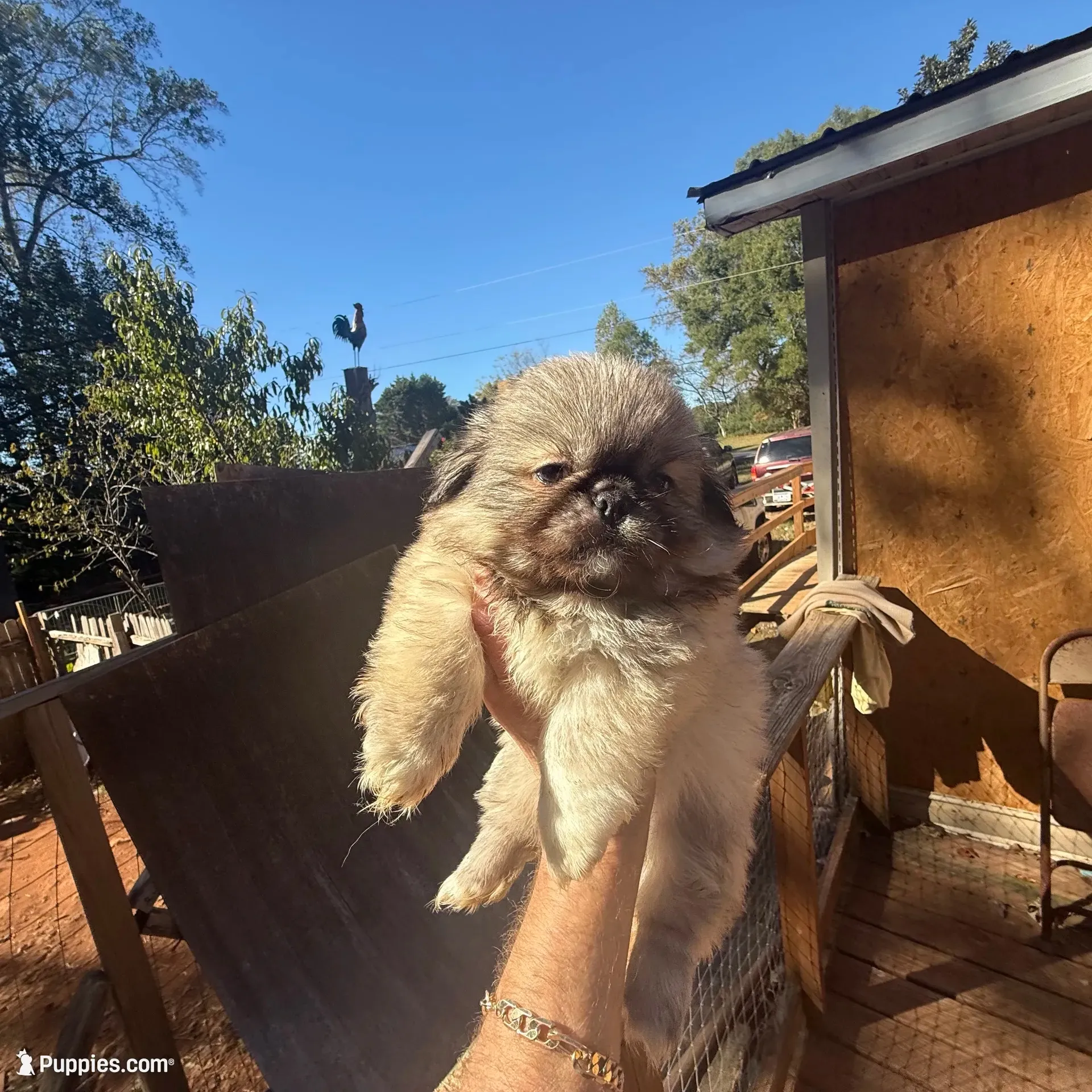 Max, a male Pekingese for sale in Clover, SC – 1 of 3