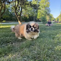 Bennie, a male Pekingese for sale in Clover, SC – 5 of 5
