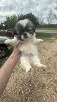 Carley, a female Pekingese for sale in Clover, SC – Photo 2 of 5