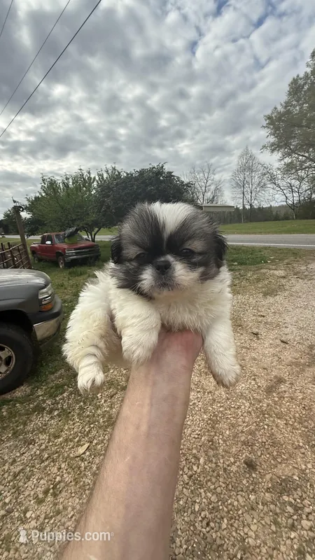 Carley, a female Pekingese for sale in Clover, SC – Photo 1 of 5