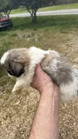 Carley, a female Pekingese for sale in Clover, SC – Photo 3 of 5