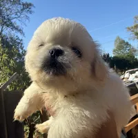Julio , a male Pekingese for sale in Clover, SC – 1 of 5