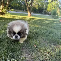 Bennie, a male Pekingese for sale in Clover, SC – 4 of 5