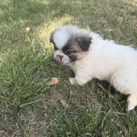 Nibbles , a male Pekingese for sale in Clover, SC – 6 of 6
